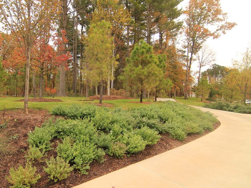 Landscaped garden with shrubs, small trees, curved path, and vibrant autumn forest backdrop.