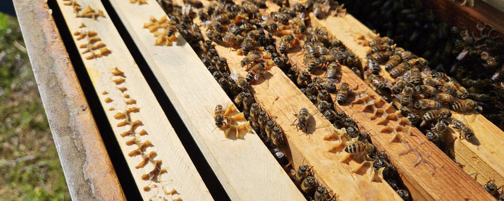 Bees crawling over the wooden slats of an open hive.