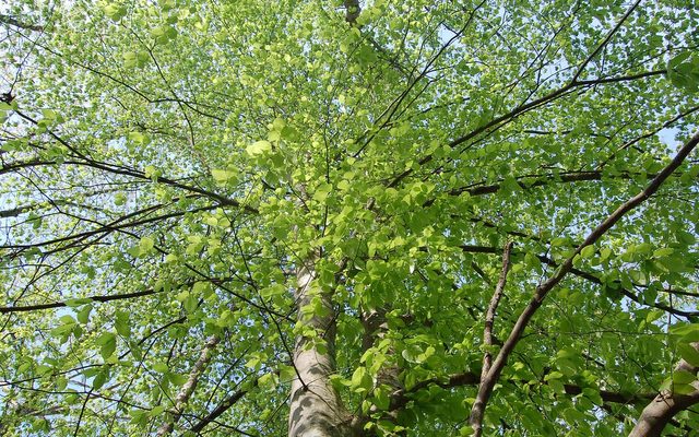 Looking up at a tree canopy with green leaves and sun filtering through against a clear sky