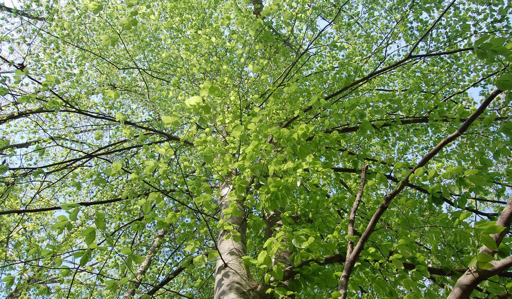 Looking up at a tree canopy with green leaves and sun filtering through against a clear sky