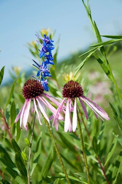 close-up of flowers found in baker prairie in Arkansas