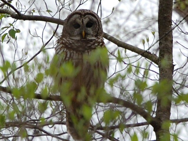 Owl perched on a tree branch with green budding leaves.