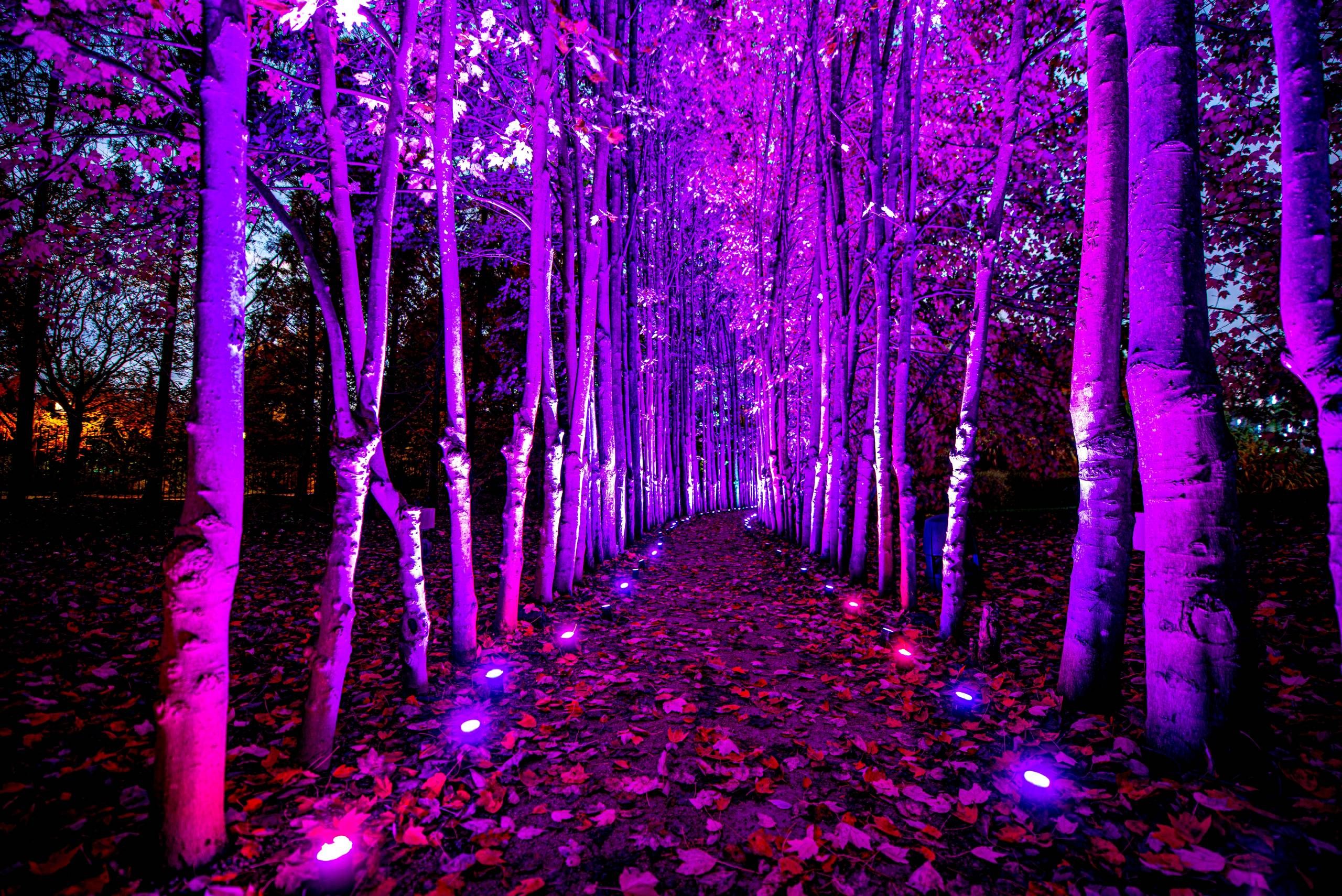 A path in a forest lined by trees cast in purple and red lights