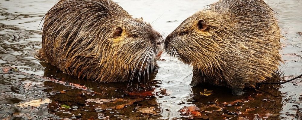 two beavers facing each other with noses touching on the bank of a body of water with leaves around them