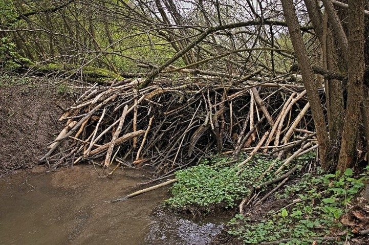 a beaver dam of branches built up against a muddy hill