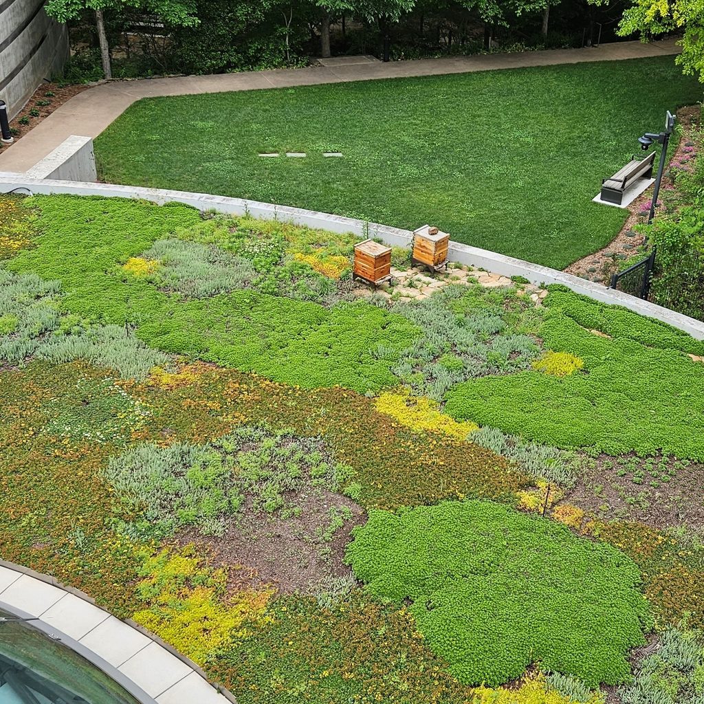 Honeybee hives on our green roof.