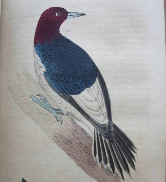 Drawing of bird with red head, blue upper body, white under belly, black and white lower body, and black tail feathers
