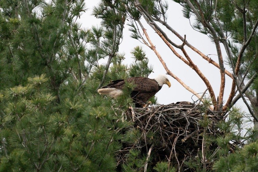 a bald eagle perches over a nest of twigs formed in the branches of a tall tree