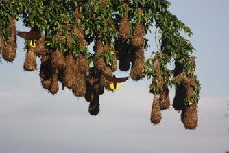 a hanging tree branch with several drooping, brown, sac-looking birds nests built on the ends of the branches