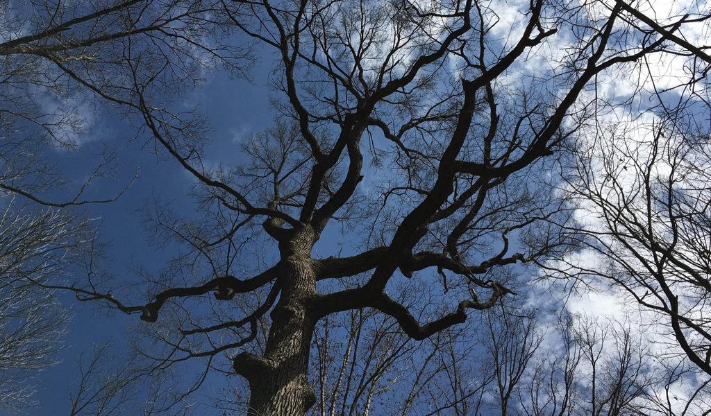 image of a black gum tree with no leaves