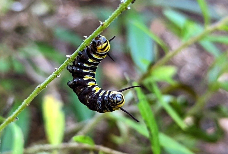 a yellow, black, and white-striped monarch caterpillar hangs upside down from a green leaf stem