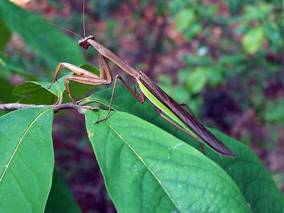 Praying mantis perched on a green leaf with blurred foliage in the background.