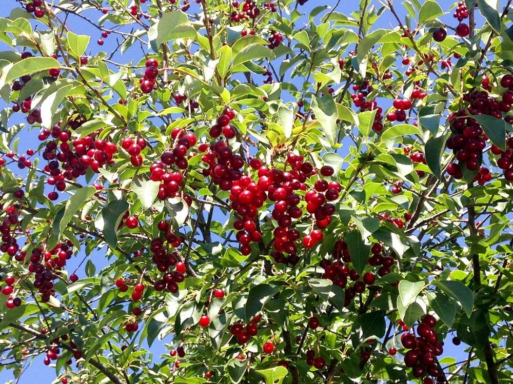 Tree with ripe red cherries and green leaves under clear blue sky.