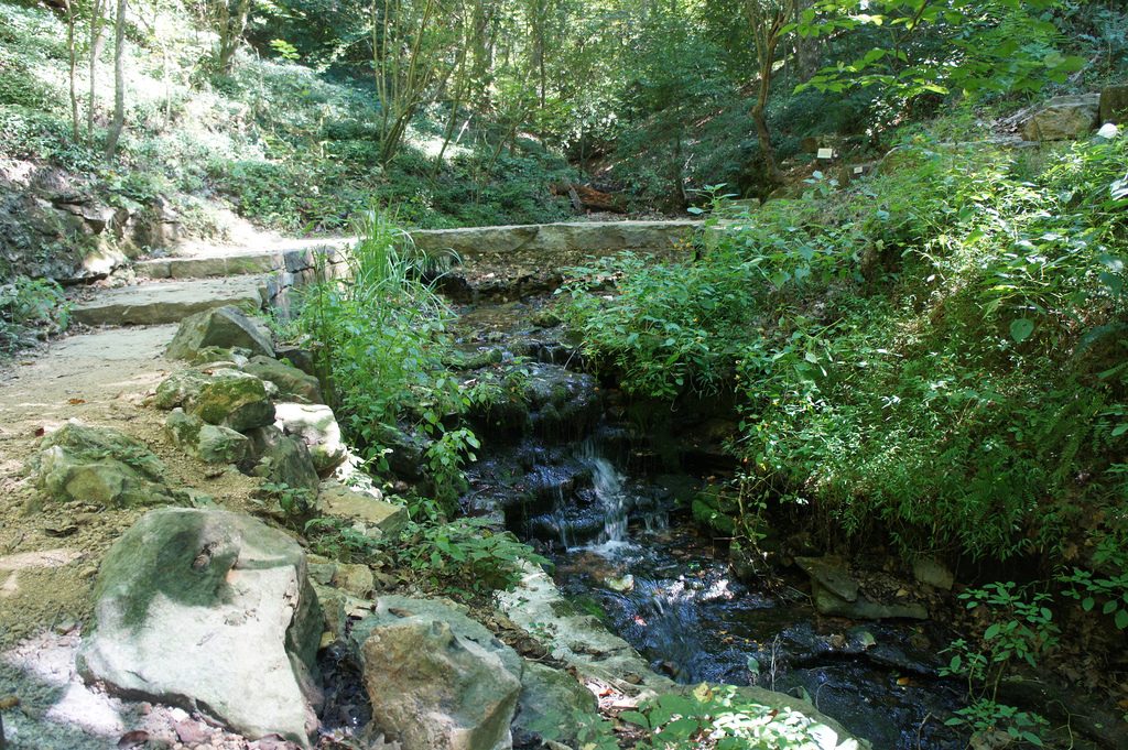 Small stream in forest with rocks and greenery, sunlight filtering through trees onto dirt path.