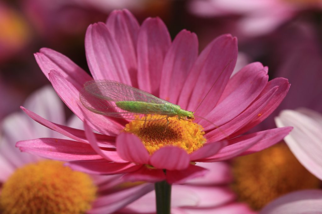 An insect sits in the middle of a large pink flower.
