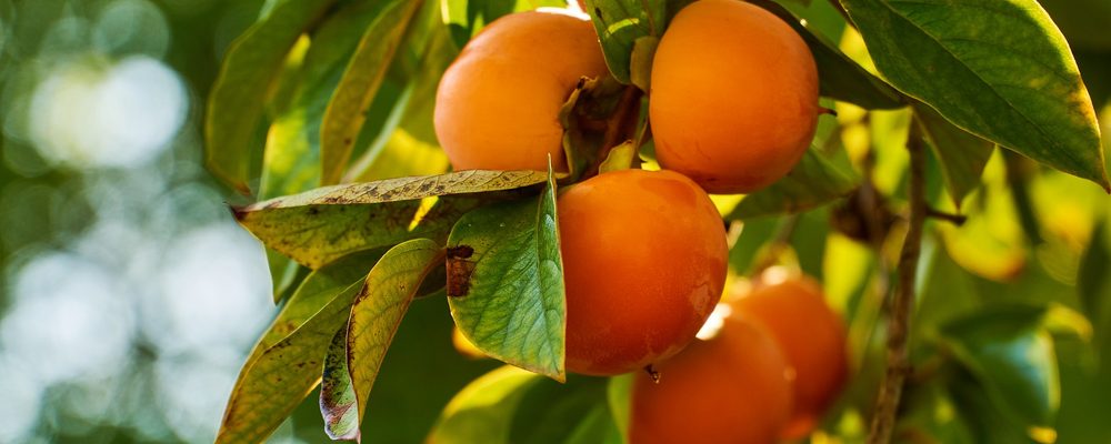 persimmons on a branch