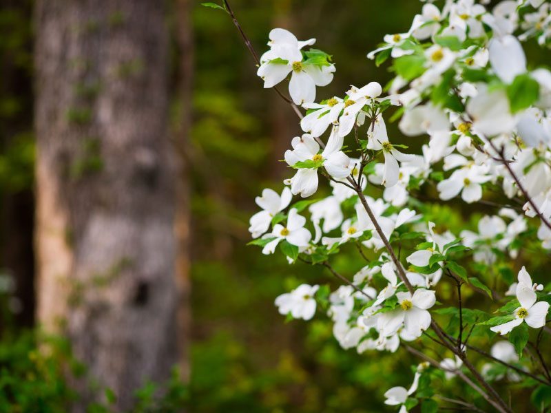 Cerezos silvestres florecidos en el Sendero del Bosque Norte