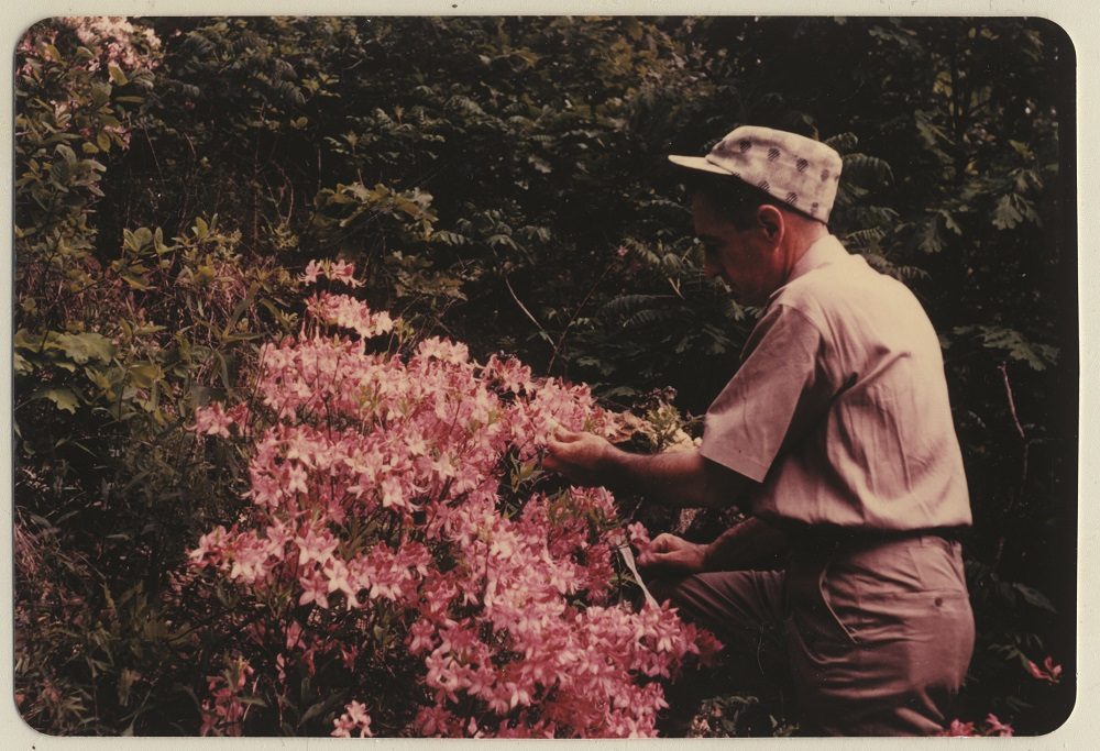 Person in a hat examines pink flowers among green foliage in a garden setting.