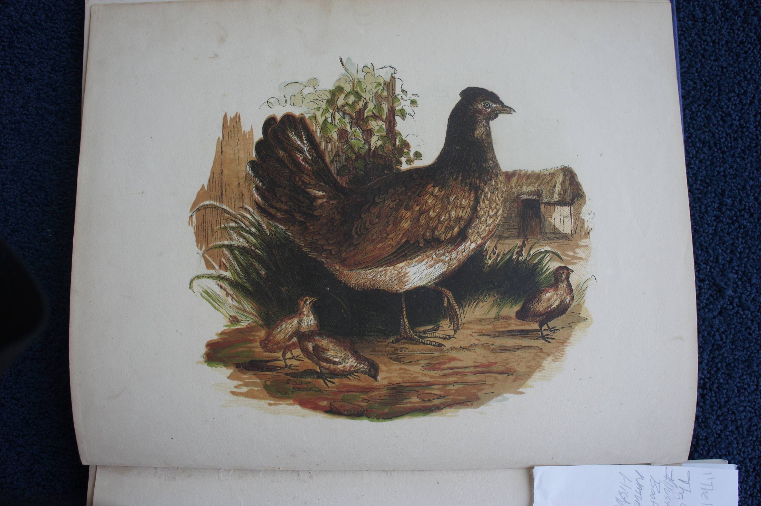 The Hen. The Child's Illustrated Book of Natural History.