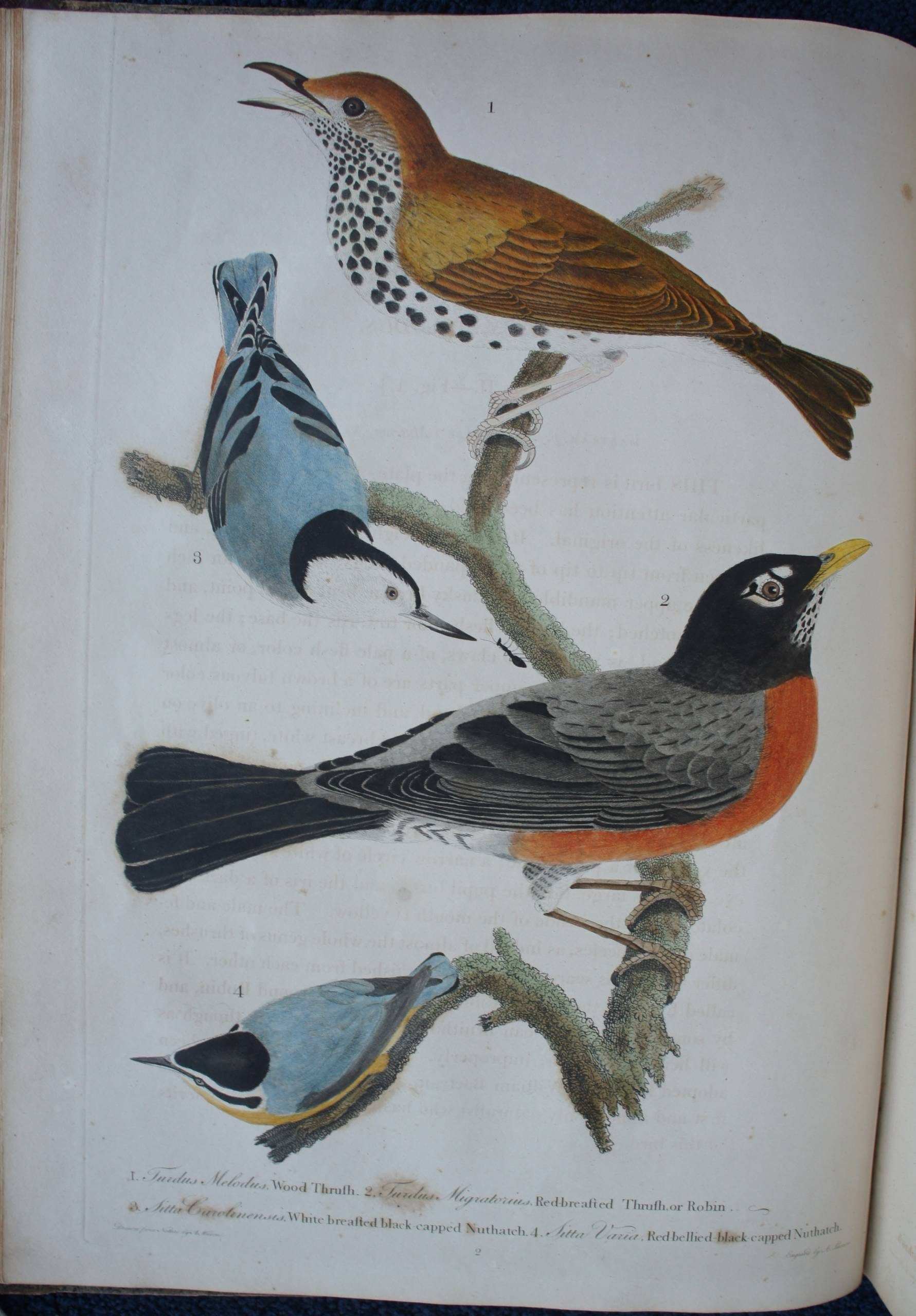 Illustration of four labeled birds on branches with varied colors and patterns.