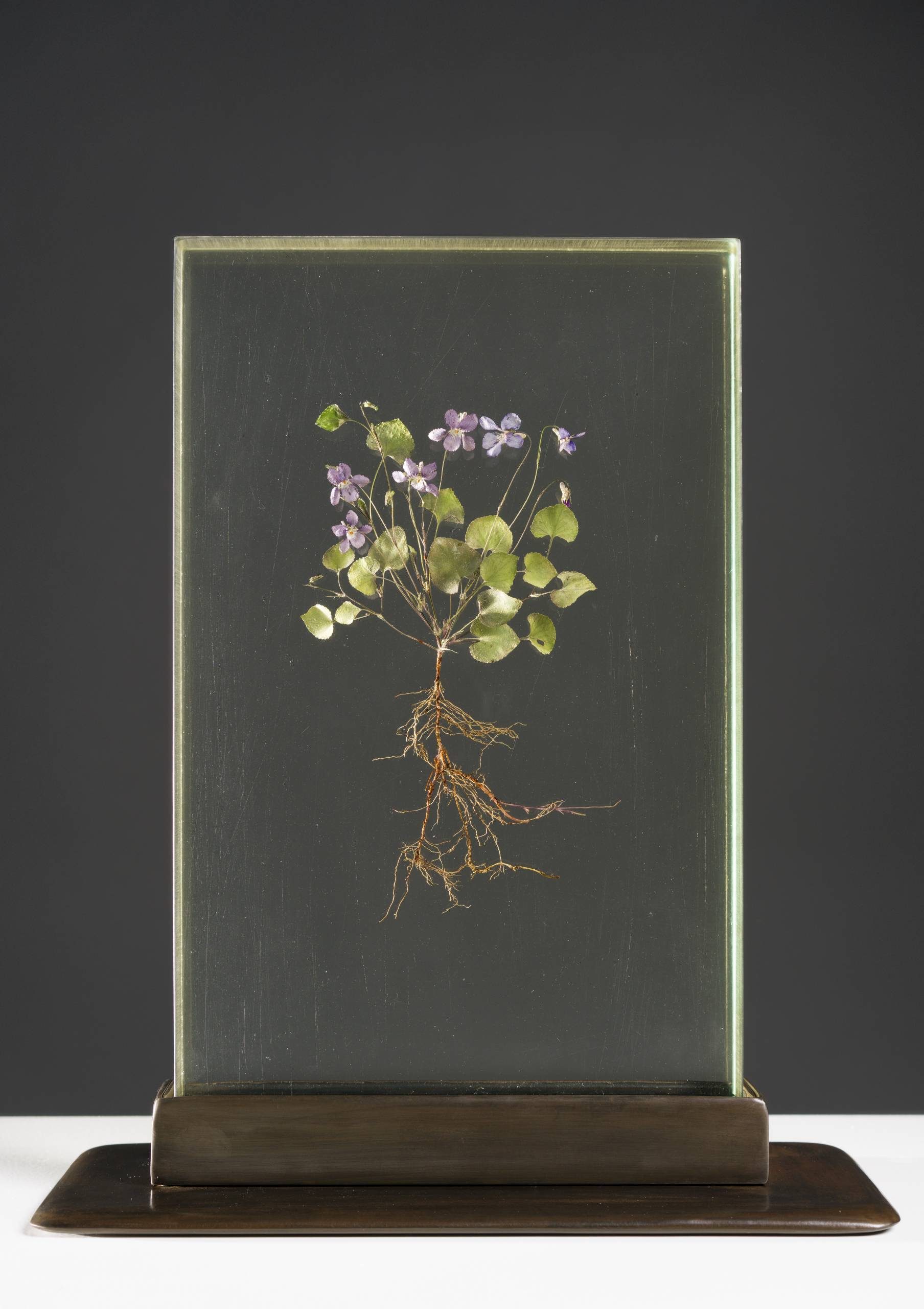 Preserved plant with roots, stems, leaves, and purple flowers encased in a clear block on dark base.