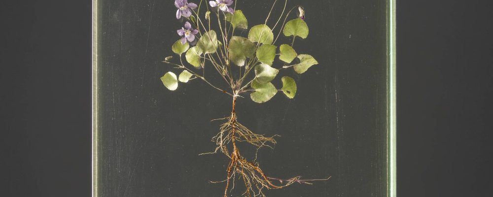Preserved plant with roots, stems, leaves, and purple flowers encased in a clear block on dark base.