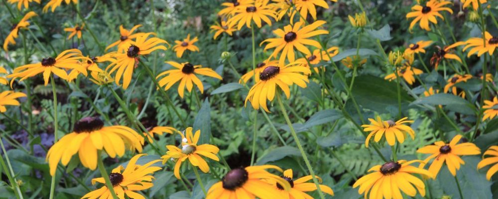 Black-eyed Susan flowers with yellow petals and brown centers, surrounded by green foliage.