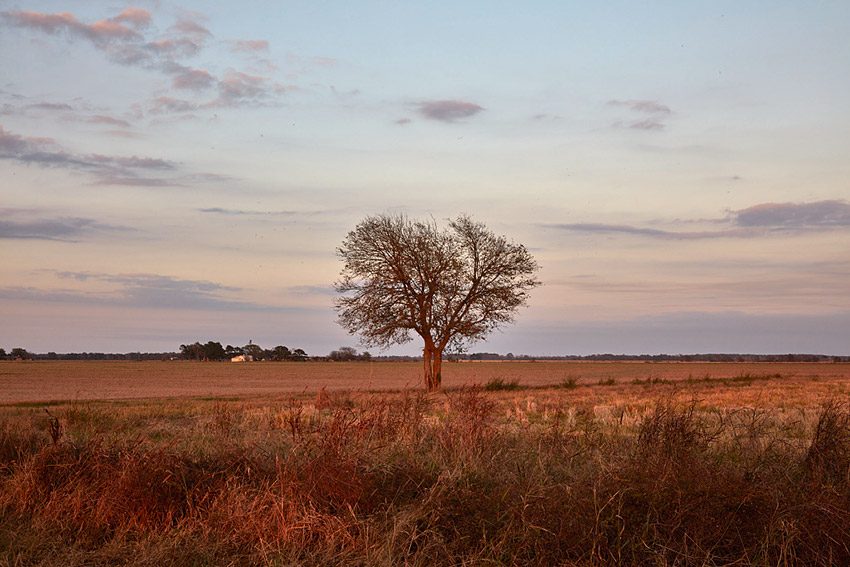 Fall view of a lone tree on a swath of eastern Arkansas’s Grand Prairie, near Dumas (Desha County).