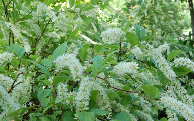 image of henry's garnet sweetspire plant