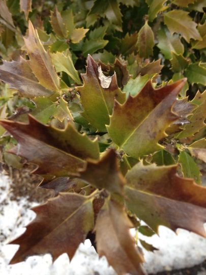 Plant with spiky, serrated green-brown leaves and a snowy background.