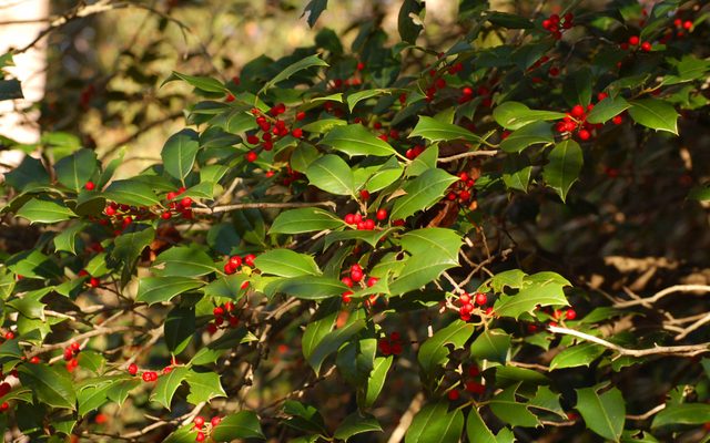 Holly bush with green leaves and red berries in an outdoor setting.