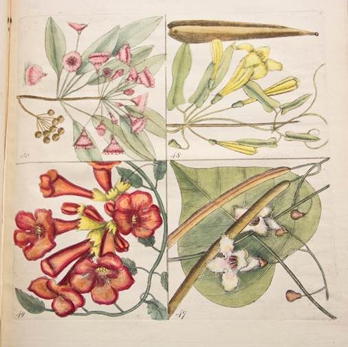 Botanical illustration divided into four sections with various flowers and leaves.