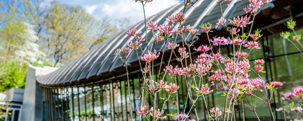 Landscaped garden with pink flowers, modern building, glass windows, curved roof, blue sky.