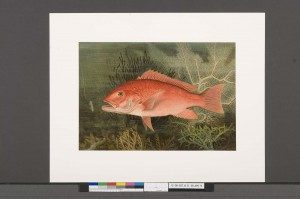 After: January 2014. Samuel Kilbourne, Red Snapper from Game Fishes of the United States (New York: Charles Scribner’s Sons, 1879), 1879 – 1880, Chromolithograph, Crystal Bridges Museum of American Art Library, Bentonville, Arkansas. Photography by Heugh-Edmondson Conservation Services, LLC.