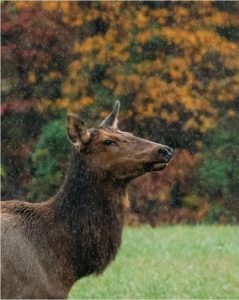 Deer standing in a rainy field with autumn-colored trees in the background.