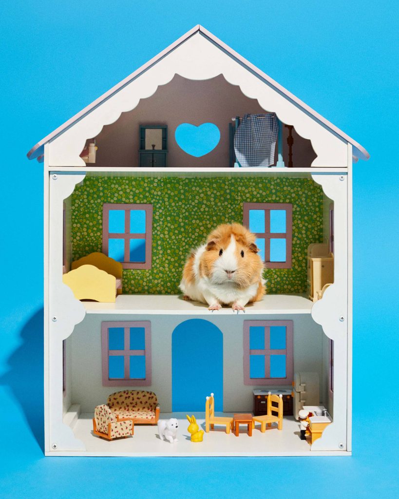 Guinea pig in colorful two-floor dollhouse with furniture, blue background, heart-shaped window.