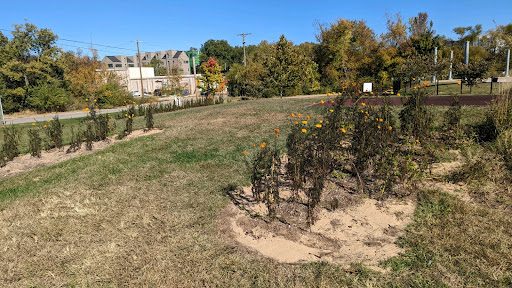 a garden of blooming orange and yellow marigolds at the momentary
