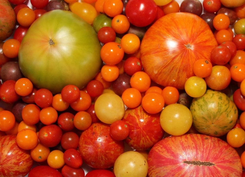 Colorful display of small cherry and large heirloom tomatoes in red, orange, yellow, and green.