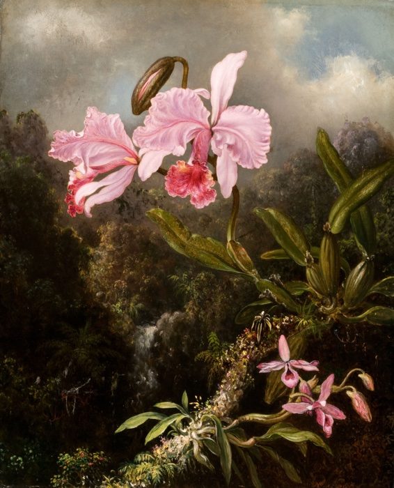 Martin Johnson Heade (1819-1904) Tropical Orchids, 1870-1874 Oil on canvas 21 1/8 x 17 1/8 in. Olana State Historic Site, New York State Office of Parks, Recreation and Historic Preservation; OL.1981.39.A