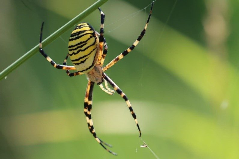 an orange and yellow orb weaver spider with black stripes hangs from a green stem while building a web