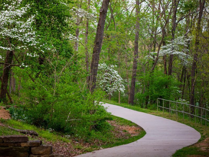 Camino pavimentado rodeado de árboles y cerezos silvestres florecidos