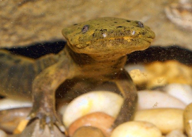 image of a yellow-brown ozark hellbender salamander