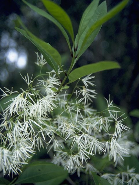 Fringe tree with small white fluffy blooms
