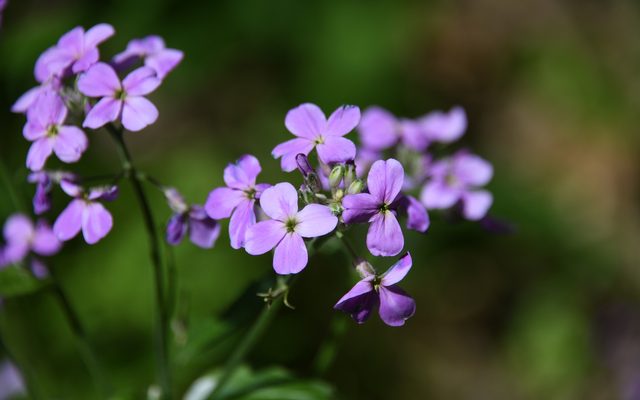 Woodland phlox with purple blooms