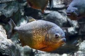 Piranha with silvery scales and orange tint swimming in underwater environment with rocks.