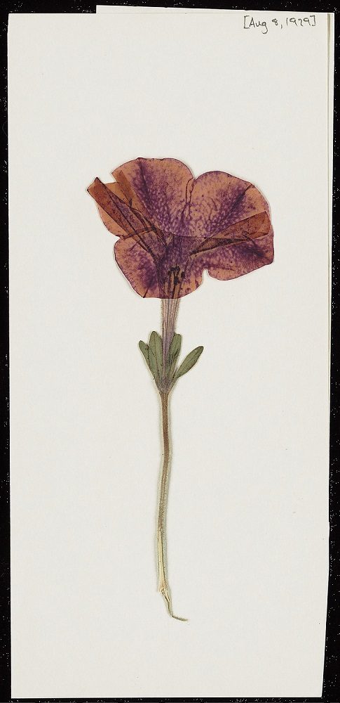 Pressed purple flower with long stem and green leaves on white background, dated Aug 8, 1929.
