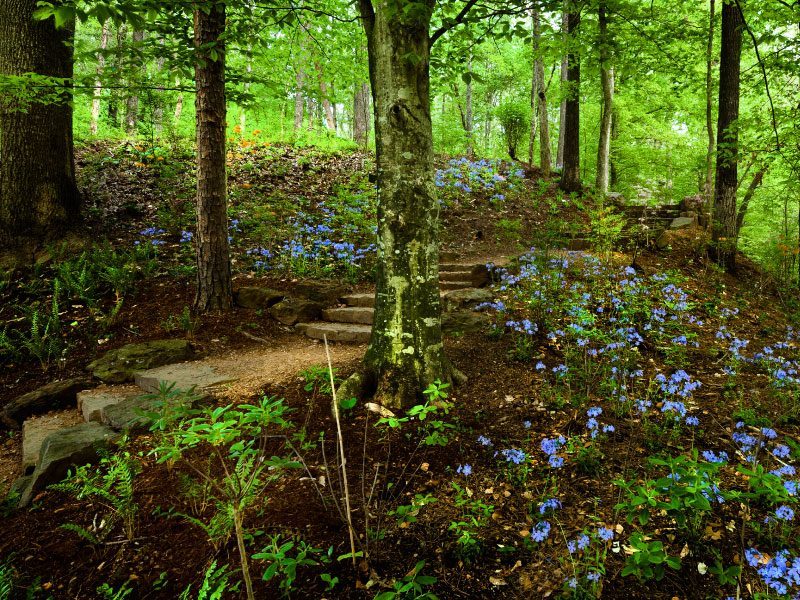Sendero con escalones de piedra en un bosque con flores moradas