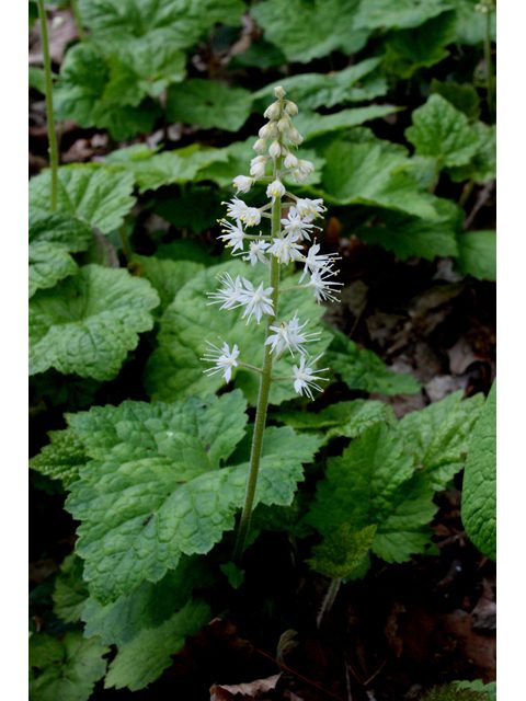 Foam flower with small white fringy blooms