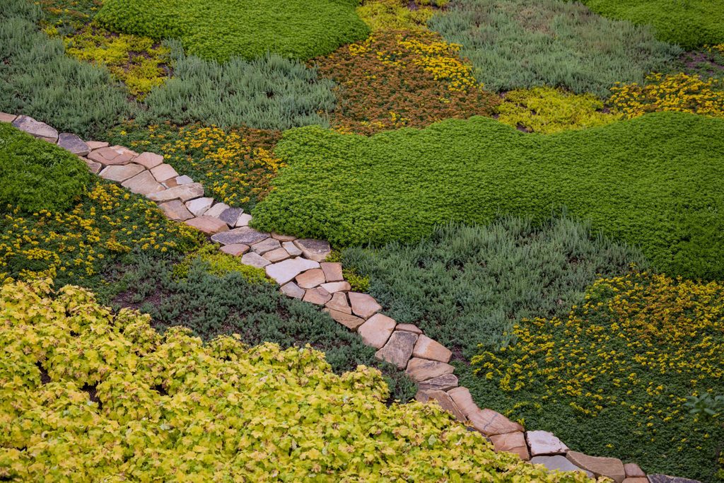 close-up of a green roof with green, brown, and yellow patches of plants and flowers and a rock path cutting through the center