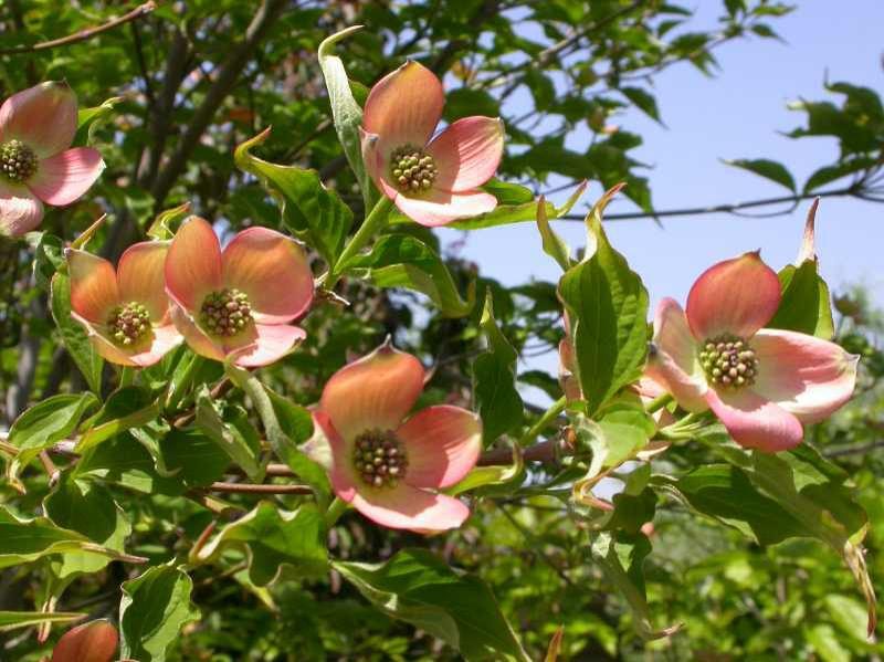 Pink dogwood flowers on a tree branch with green leaves against a blue sky